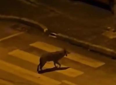 Lupi nel centro storico di Camerino, avvistamenti sempre più frequenti nelle aree urbane