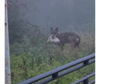 Declassamento del lupo, la Regione Marche avvia il Piano di gestione: passano a 8 i prelievi consentiti