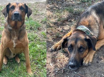 Cane smarrito a Civitanova Alta: i proprietari chiedono aiuto per ritrovare Chuck