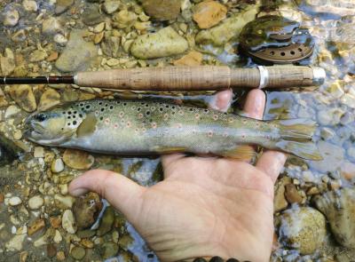 Marche, approvato il calendario della pesca 2026: ecco le date e i divieti