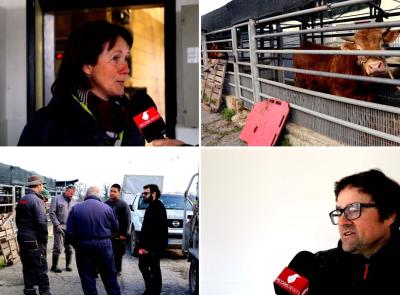 Mattatoio di Macerata verso la chiusura, gli allevatori: "Cosi le nostre stalle sono a rischio" (FOTO e VIDEO)