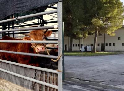 Chiude il mattatoio Villa Potenza: "Nessun accordo con Comune e Regione"