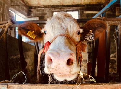 Zes Marche, via libera al credito d'imposta per agricoltura e pesca