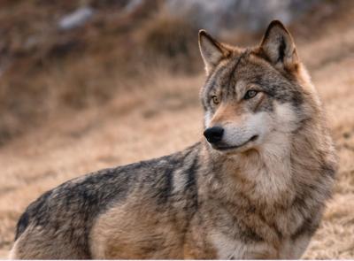 Lupo e uomo, come gestire la convivenza: a Porto Potenza un incontro con i massimi esperti