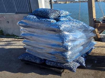 Blitz nei porti: sequestrata oltre una tonnellata di vongole tra Ancona e Civitanova