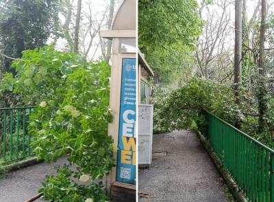 Macerata - Viale Leopardi, dopo le buche arrivano le piante cadute: la passeggiata "a ostacoli" continua