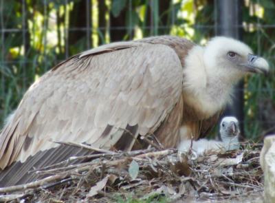 Fiocco azzurro (o rosa) al Parco Zoo di Falconara: nasce un piccolo grifone per salvare la specie