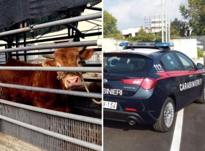 Morrovalle, scoperto un mattatoio clandestino a Trodica: quattro denunce e 40 animali tratti in salvo