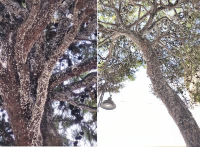 Porto Recanati, abbattuti alcuni pini di piazza Brancondi: "Una scelta dolorosa ma necessaria"