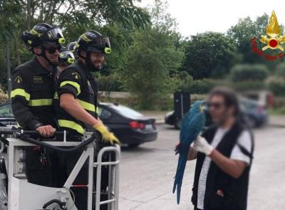 Pappagallo vuole "godersi il panorama": era finito in cima a un albero, i vigili del fuoco lo recuperano