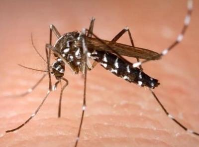 Caso di Dengue a Recanati, il  sindaco: "Disposte misure urgenti di prevenzione"