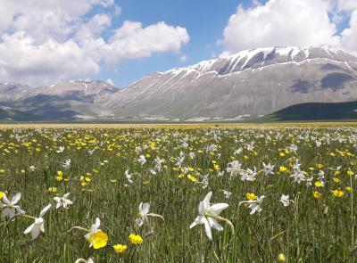 Fioritura di Castelluccio 2026: scatta il piano mobilità, ecco le date dei blocchi e come prenotare i parcheggi