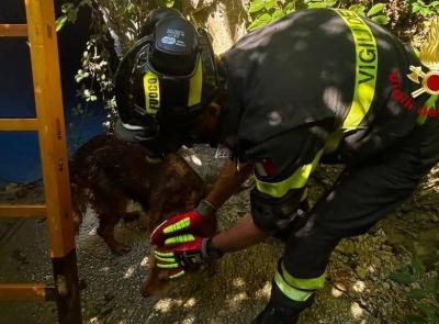 Cane cade in un canale: salvato dai vigili del fuoco