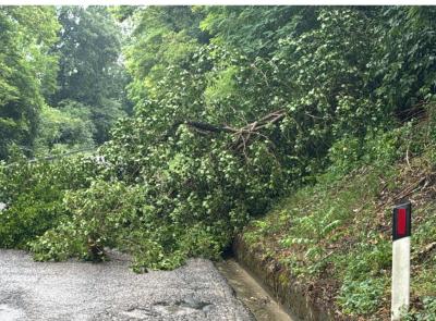Maltempo a San Severino: albero si abbatte sulla SR 502, strada temporaneamente ostruita