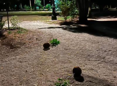 Matelica nel mirino dei vandali: danneggiati i Giardini Bigiaretti appena sistemati