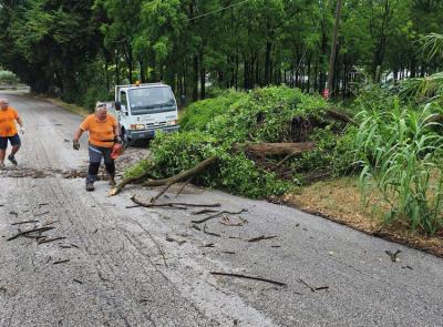Maltempo, alberi abbattuti e disagi sulla statale 78: "A Urbisaglia eccezionale tromba d'aria" (FOTO)