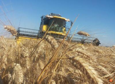Confagricoltura Marche: "Grano duro, prezzi sotto i costi e aziende a rischio"