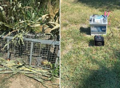 Bracconaggio, sequestrati quattro richiami acustici per quaglie nel Maceratese