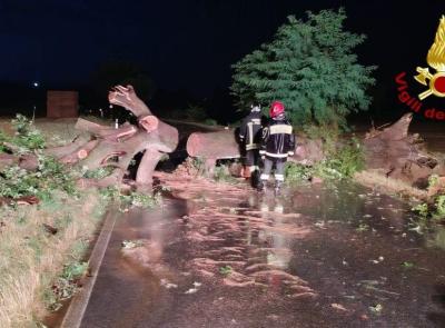 Maltempo Marche, alberi e rami caduti: 70 interventi dei Vigili del fuoco nella notte