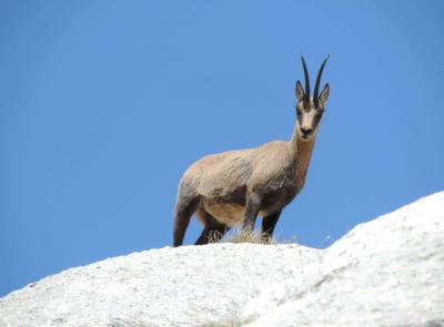 Sibillini, al via il censimento del camoscio appenninico: aperte le adesioni per partecipare da volontari