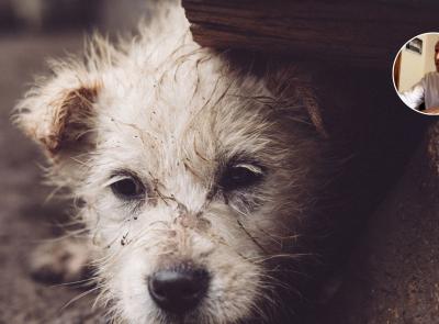 Abbandoni il tuo cane: condanna penale e non solo...