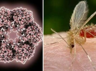 Morrovalle, caso di virus Toscana: le indicazioni per prevenire i pappataci