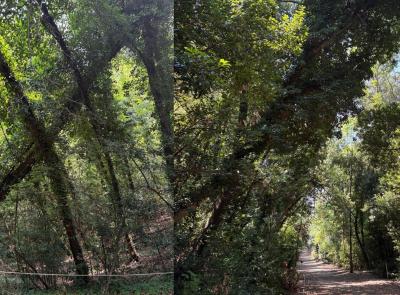 Macerata, cade un albero nel parco di Villa Lauri: “Serve più cura del verde”