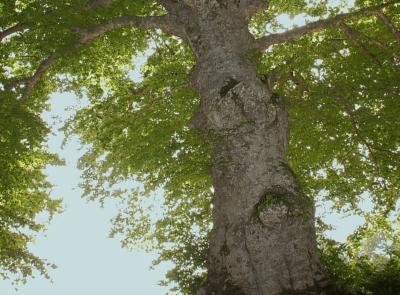 Avere 550 anni e non sentirli: il faggio monumentale di Canfaito supera gli esami scientifici