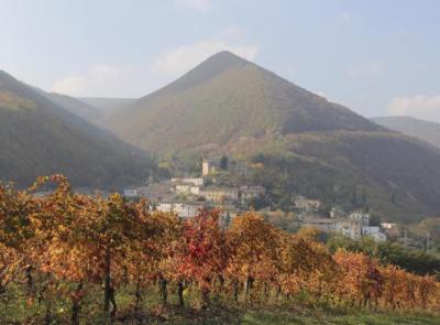 Vino, Coldiretti Marche: "Serve un piano strategico 2026-2030"