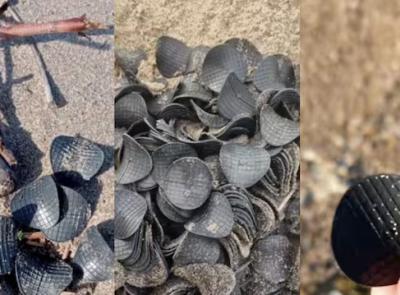Se trovate queste "patatine" nere in spiaggia, non buttatele: servono alla ricerca