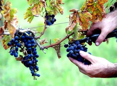 Vendemmia 2026, nelle Marche si parte in anticipo: il caldo accelera la maturazione delle uve