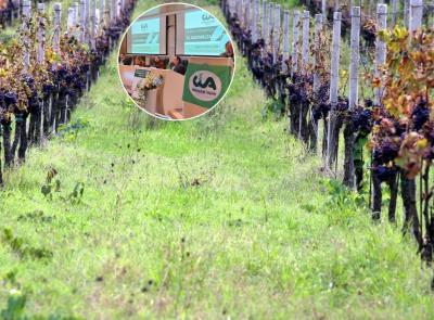 Vendemmia 2026, il vino marchigiano tra caldo e grandine: "Annata in chiaroscuro"