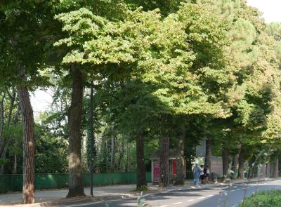 Macerata, il verde che manca: solo 12,41 alberi ogni 100 abitanti, il dato più basso nelle Marche