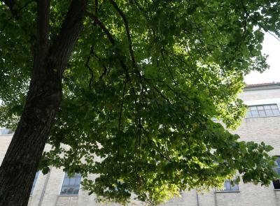 Collevario, abbattuti centinaia di alberi: il Pd chiede un piano per il verde