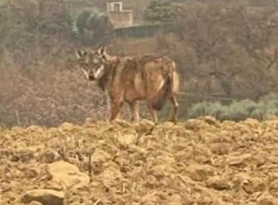 Avvistati lupi alle porte di San Severino, il Comune invita alla prudenza: le regole da seguire