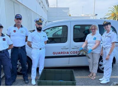Tartaruga Caretta caretta salvata in mare: decisivo l’intervento di un sommozzatore