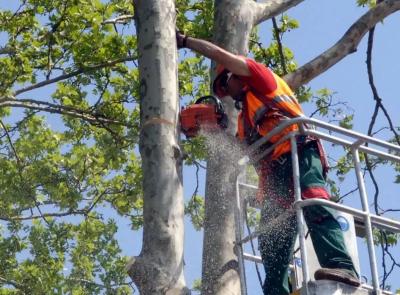 Macerata, via Mattei chiusa al traffico per l'abbattimento di un olmo secco