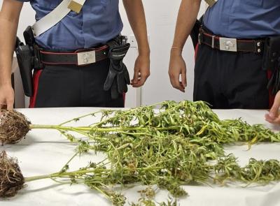 San Severino, due piante di cannabis da 80 centimetri in casa: denunciato 34enne