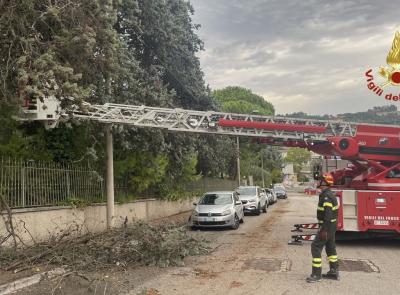 Maltempo nelle Marche, altri 90 interventi dei Vigili del fuoco: alberi caduti e strade bloccate