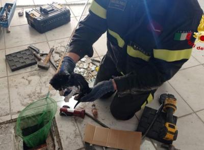 Macerata, gattino intrappolato nel pozzetto: intervengono i Vigili del Fuoco