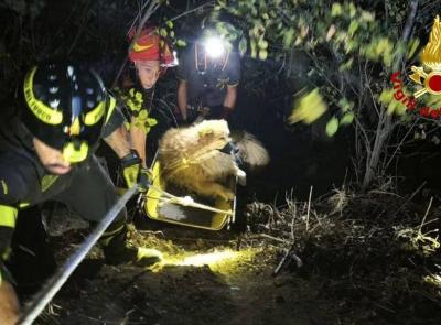 Cane cade in una scarpata per diversi metri: recuperato dai vigili del fuoco
