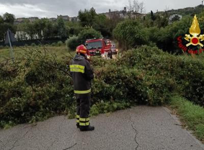 Maltempo Marche, oltre 30 interventi dei Vigili del Fuoco tra alberi caduti e allagamenti
