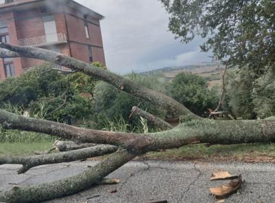 Maltempo, albero cade dopo una curva a Morrovalle: automobilista lo evita e lancia l'allarme
