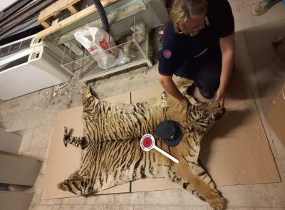 Camerino, testa e pelle di tigre abbandonate davanti al museo: c'era anche una "lettera-testamento"