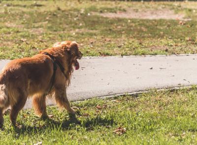 Corridonia - Spaventato dal cane del vicino, cade e viene licenziato: condanna da 112mila euro per il proprietario