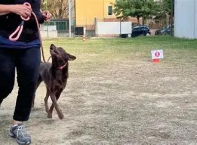 Civitanova Marche, corso gratuito per il patentino per la conduzione dei cani