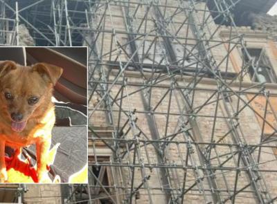 Addio a Bibbi, la cagnolina che portò un sorriso agli sfollati di Visso dopo il terremoto
