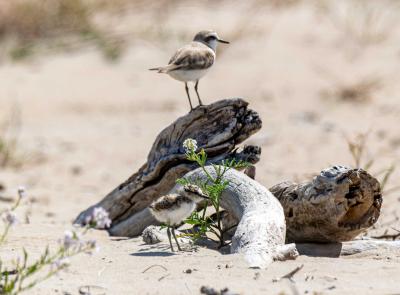 Civitanova, il fratino sceglie ancora Fontespina: una mostra fotografica ne racconta la storia