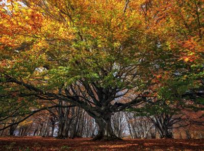 Foliage a Canfaito, parcheggio a 5 euro nei weekend: tutte le regole per visitare la faggeta