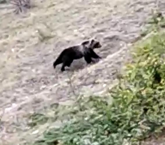 L’orso bruno marsicano ritorna sui Sibillini: "In caso di incontro non va disturbato o innervosito"